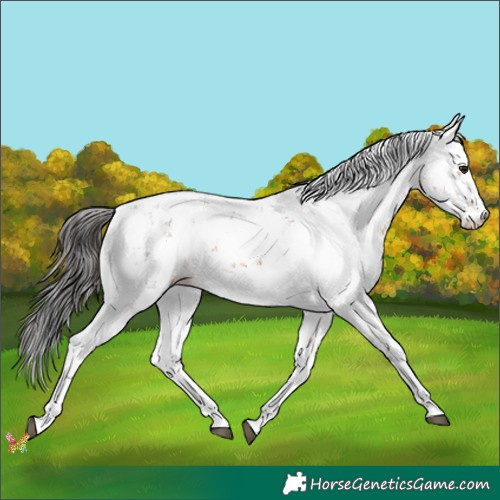 Horse Color:Brown Sabino 