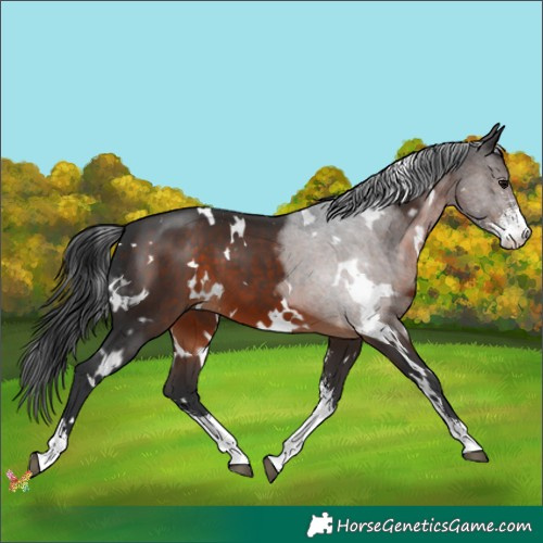 Horse Color:White Spotted Brown Sabino 