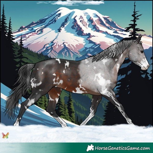 Horse Color:White Spotted Brown Sabino 
