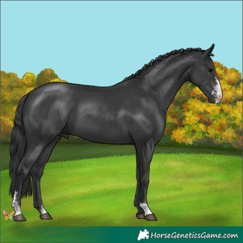 Horse Color:Black Sabino 