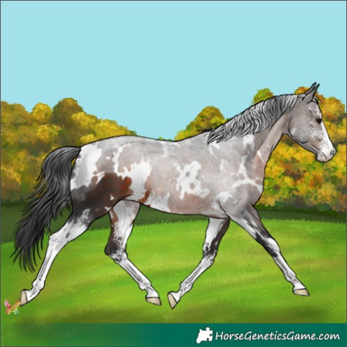 Horse Color:White Spotted Brown Sabino 