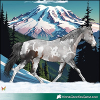 Horse Color:White Spotted Brown Sabino 