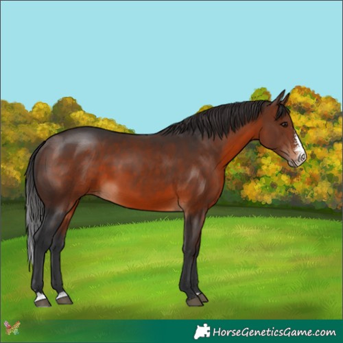 Horse Color:Brown Sabino 