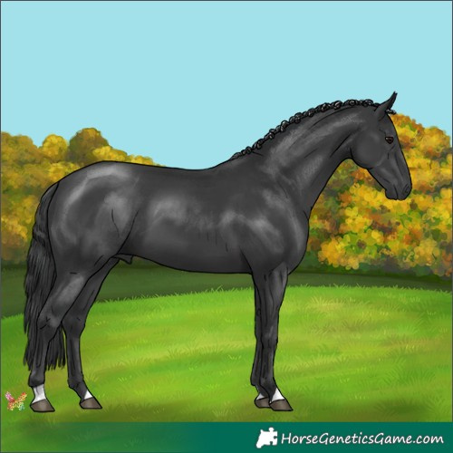 Horse Color:Black 