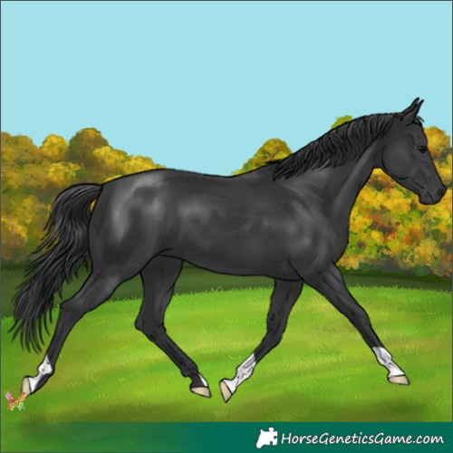 Horse Color:Black 