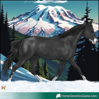 Horse Color:Black Sabino 