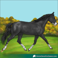 Horse Color:Black Sabino 