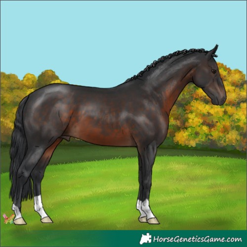 Horse Color:Brown 