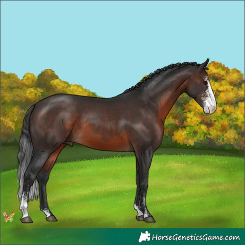 Horse Color:Brown Sabino 