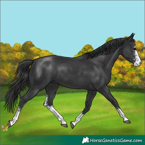 Horse Color:Black Sabino 