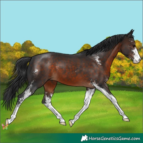 Horse Color:Brown Sabino 