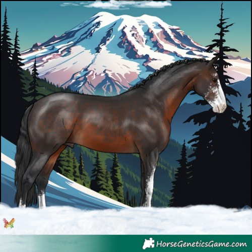 Horse Color:Brown Sabino 