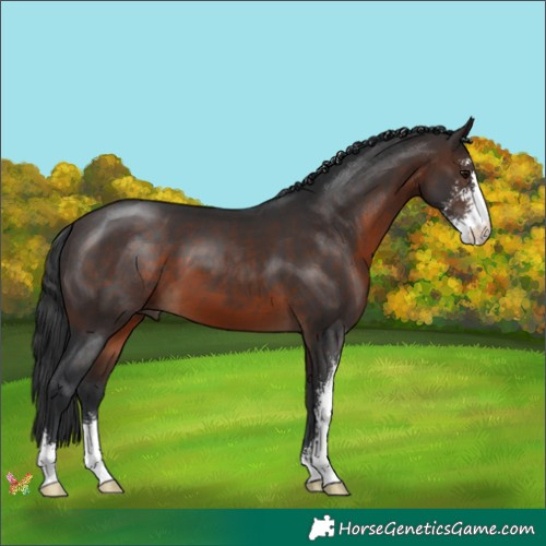 Horse Color:Brown Sabino 