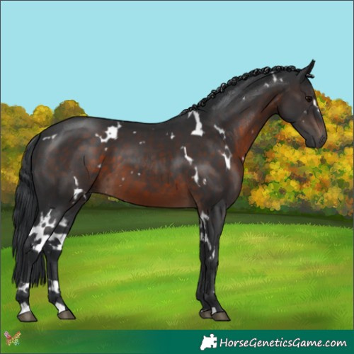 Horse Color:White Spotted Brown 