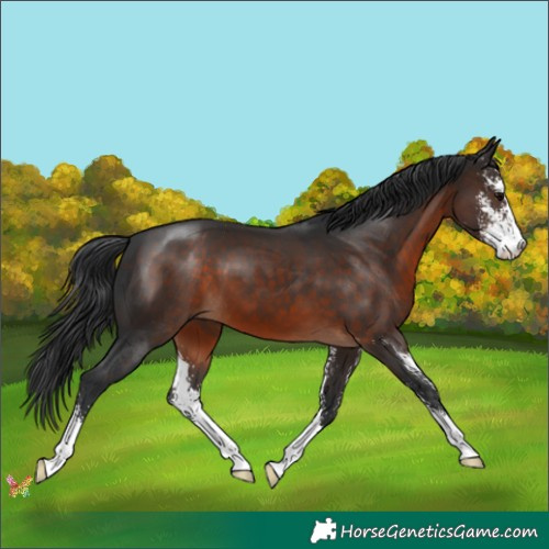 Horse Color:Brown Sabino 