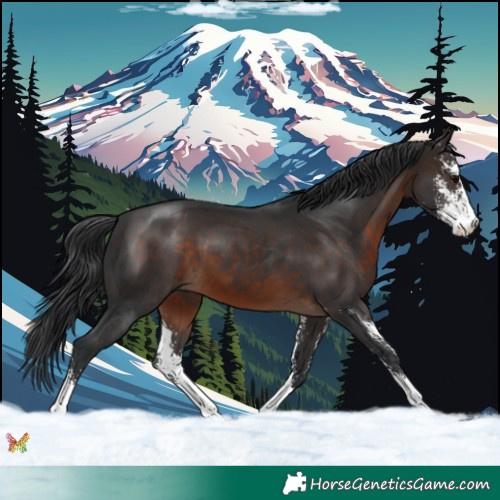 Horse Color:Brown Sabino 