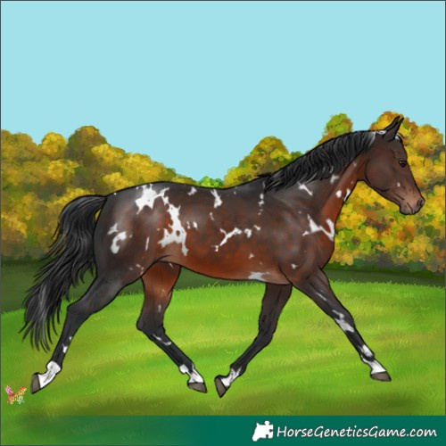 Horse Color:White Spotted Brown 