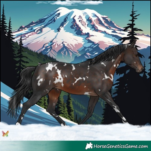 Horse Color:White Spotted Brown 