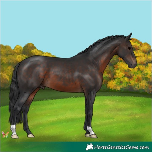 Horse Color:Brown 