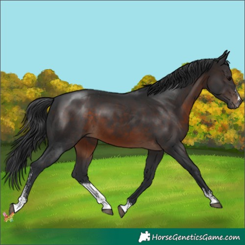 Horse Color:Brown Sabino 
