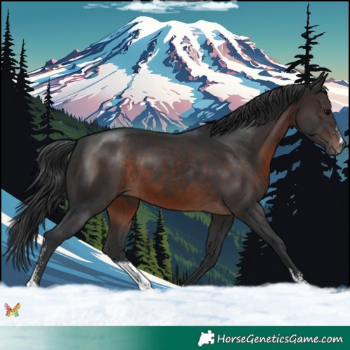 Horse Color:Brown Sabino 