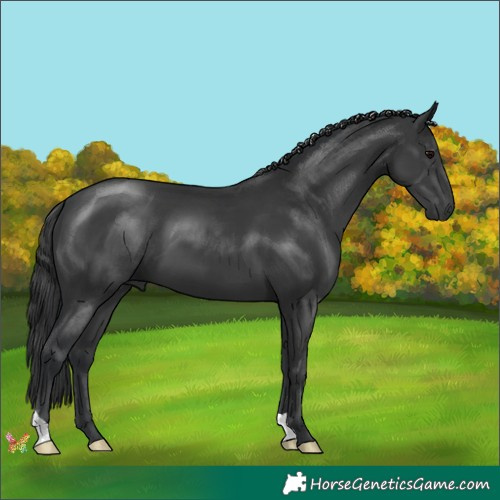 Horse Color:Black 
