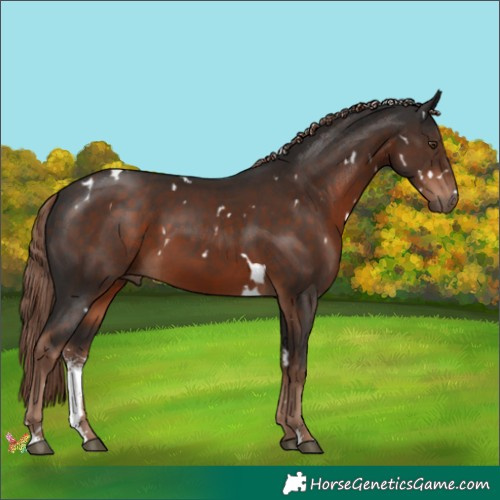 Horse Color:White Spotted Liver Chestnut Sabino 