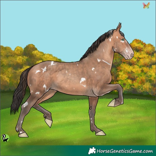 Horse Color:White Spotted Sable Champagne 