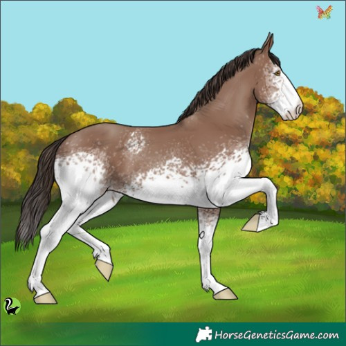Horse Color:White Spotted Classic Champagne 