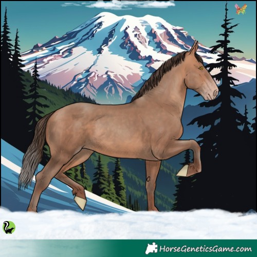 Horse Color:Amber Champagne Rabicano 