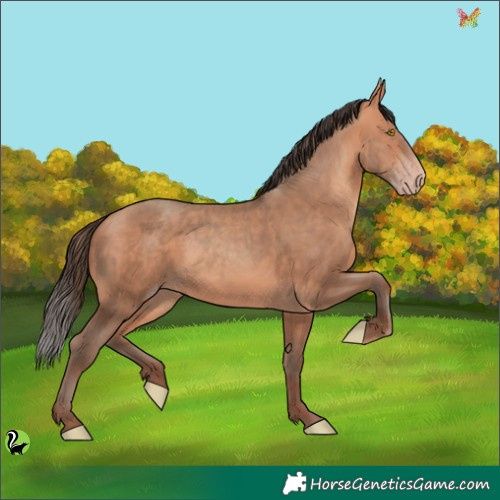 Horse Color:Amber Champagne Rabicano 