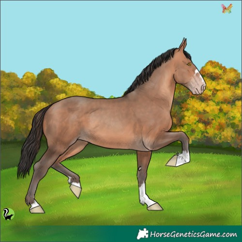 Horse Color:Sable Champagne 