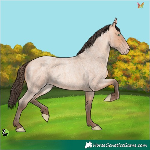 Horse Color:Amber Champagne Roan 