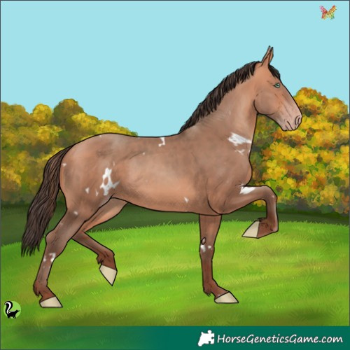 Horse Color:White Spotted Amber Champagne 