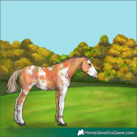 Horse Color:Nacre Watercolor Liver Chestnut Sabino Snowflake Varnish