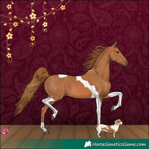 Horse Color:Chestnut Tobiano 