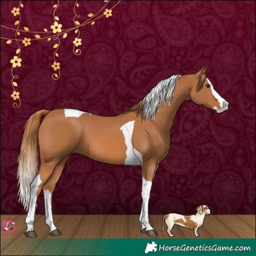 Horse Color:Chestnut Splash Tobiano 