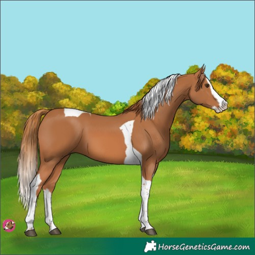 Horse Color:Chestnut Splash Tobiano 