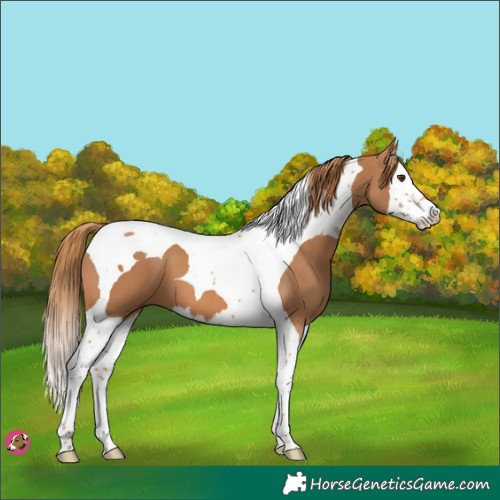 Horse Color:Chestnut Splash Tobiano 