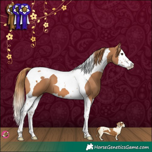 Horse Color:Chestnut Splash Tobiano 