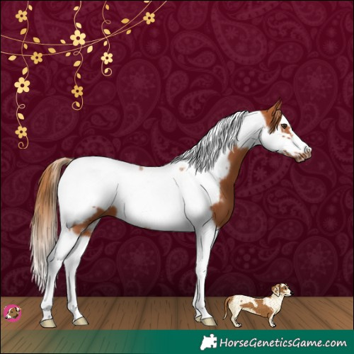 Horse Color:Chestnut Splash Tobiano Frame 