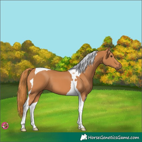 Horse Color:Chestnut Tobiano 
