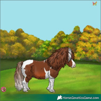 Horse Color:Chestnut Splash Tobiano 