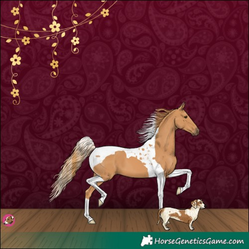 Horse Color:Chestnut Tobiano 
