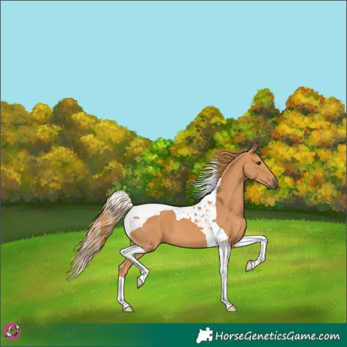 Horse Color:Chestnut Tobiano 