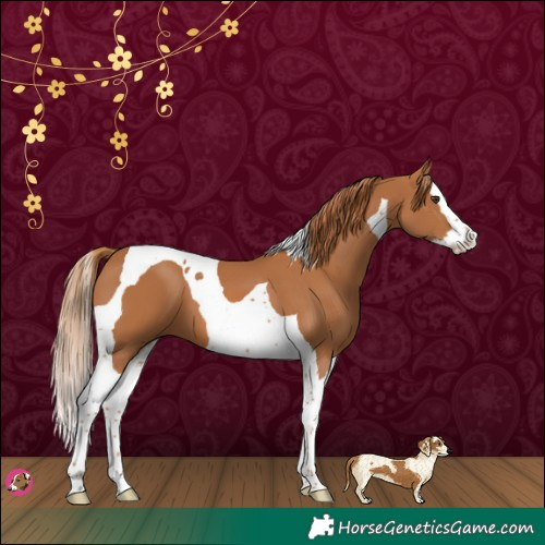 Horse Color:Chestnut Splash Tobiano 