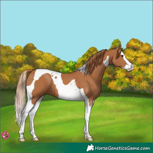 Horse Color:Chestnut Splash Tobiano 