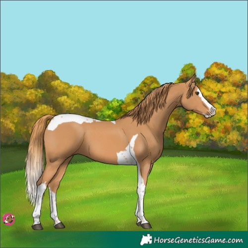Horse Color:Chestnut Splash Tobiano 