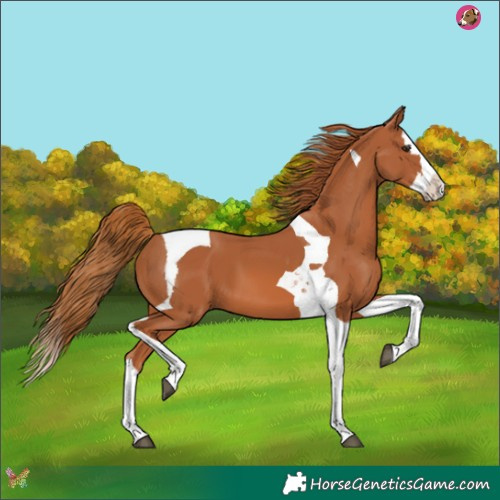 Horse Color:Chestnut Splash Tobiano 