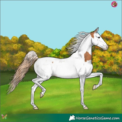 Horse Color:Chestnut Splash Tobiano 